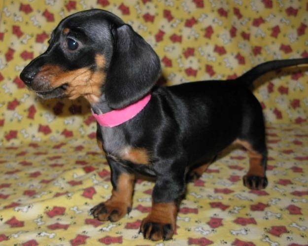 puppy - Teckel Mâle (1 mois)