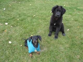 Ruger and Lily - Teckel