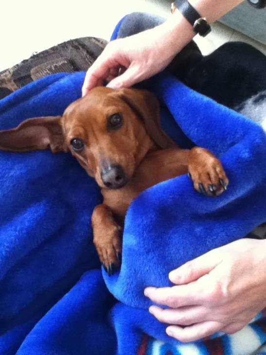 Roxie - Teckel (2 ans)