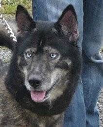 Topsy - Teckel Mâle (7 ans)