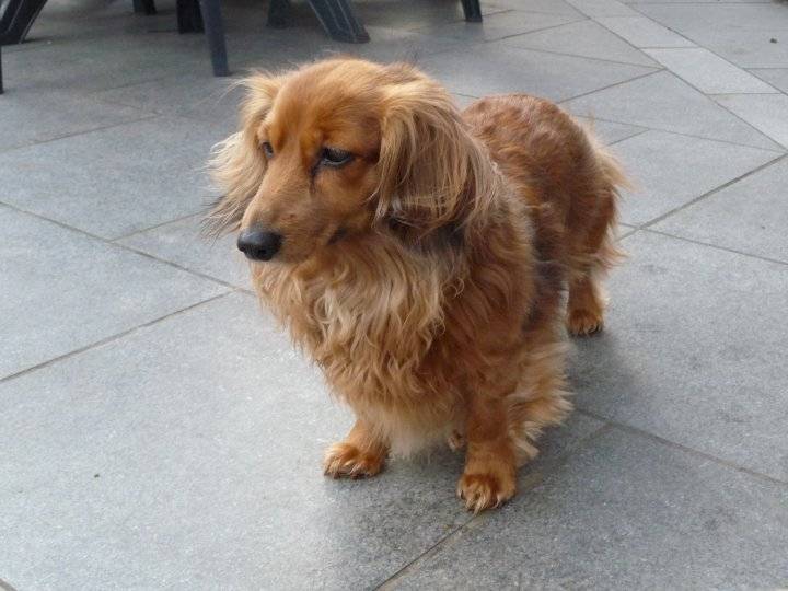Chipie - Teckel (10 mois)