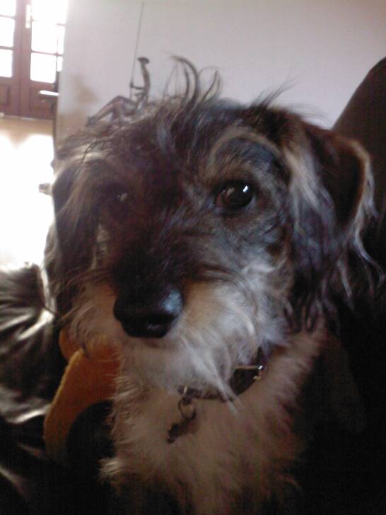 Capone - Teckel Mâle (5 ans)