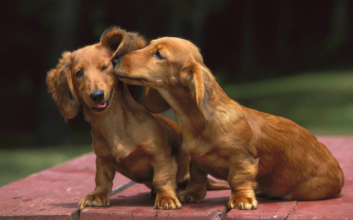 Câlin de chiens - Teckel (6 ans)