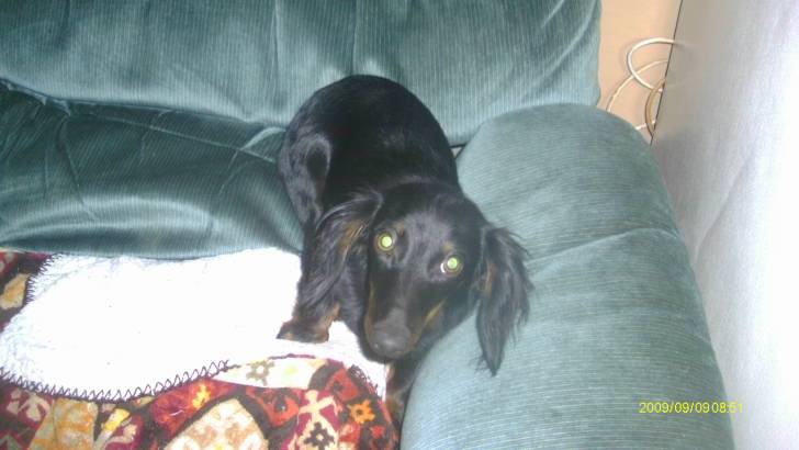 Black Jack - Teckel Mâle (7 mois)