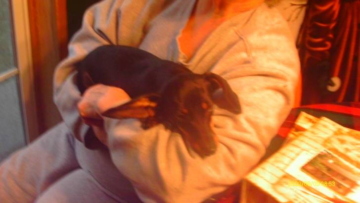 buddy - Teckel Mâle (7 mois)