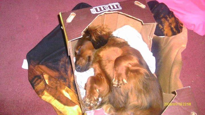 Molly - Teckel (4 ans)