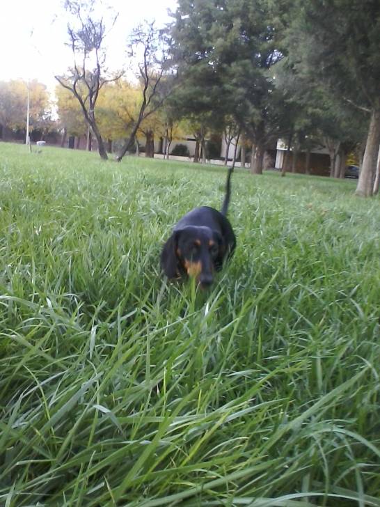 Laila - Teckel (11 mois)