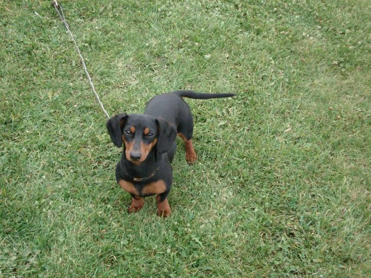Nelly - Teckel (2 ans)