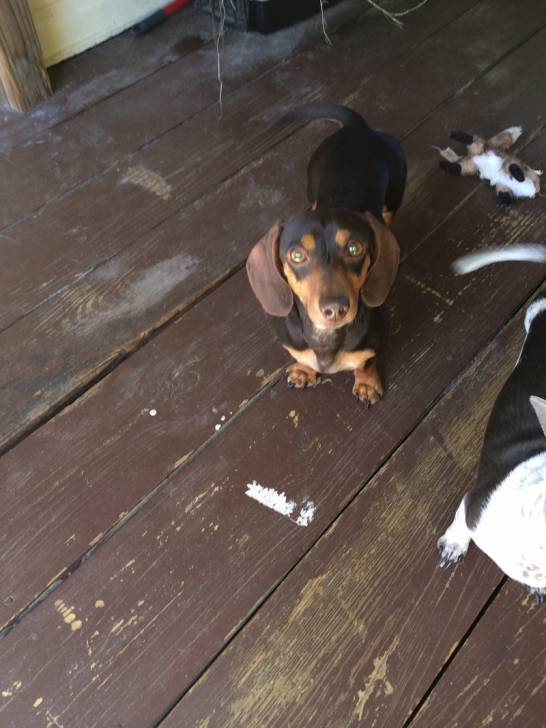 Bailey - Teckel (2 ans)