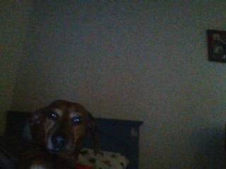 Daisy - Teckel (5 ans)