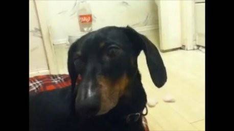 My dog, Archie - Teckel Mâle (8 ans)