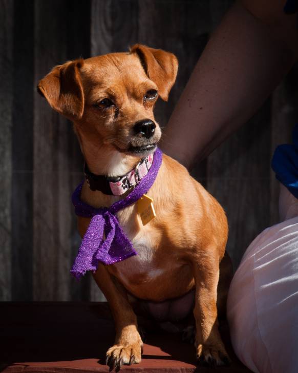 Daisy - Teckel (5 ans)