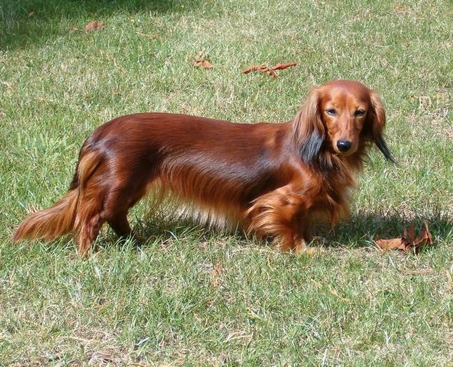 TEQUILA DE LAIRDCASTLE, 6 ans - Teckel (6 ans)