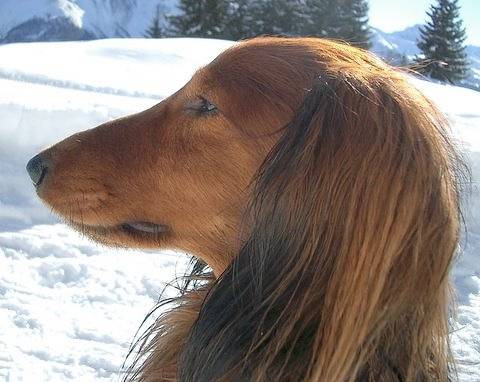 Ch.Darling of Holderness, 3 ans - Teckel Mâle (3 ans)