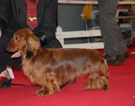 Photo de Teckel : Ch Aniss' von Lawranshome - Teckel
