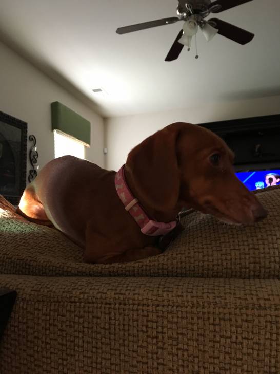 Ginger - Teckel (3 ans)