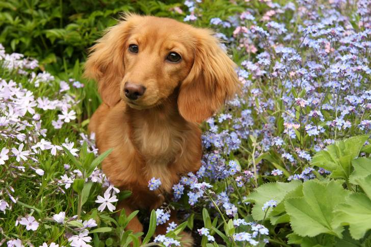 Un Teckel à poil long assis dans un parterre de fleurs bleutées