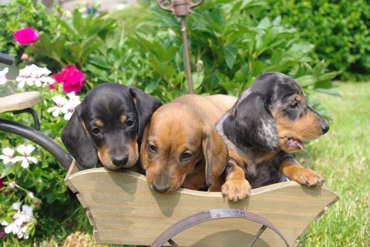 Trois chiots Teckel dans une brouette
