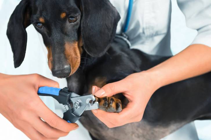 Un Teckel se faisant couper les griffes