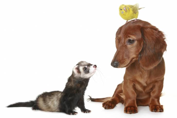 Un Teckel assis à côté d'un furet et ayant un oiseau posé sur la tête