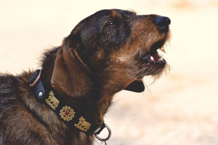 Un Teckel portant un collier autour du cou et semblant aboyer