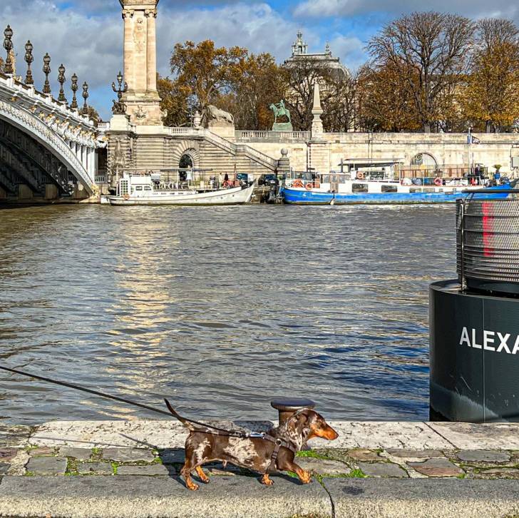 Un Teckel tenu en laisse à paris