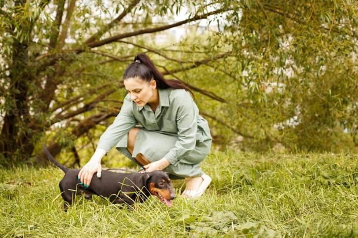 Un Teckel en compagnie de sa maîtresse sur un terrain herbeux