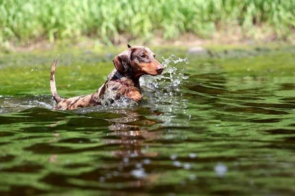 Un Teckel jouant dans l'eau