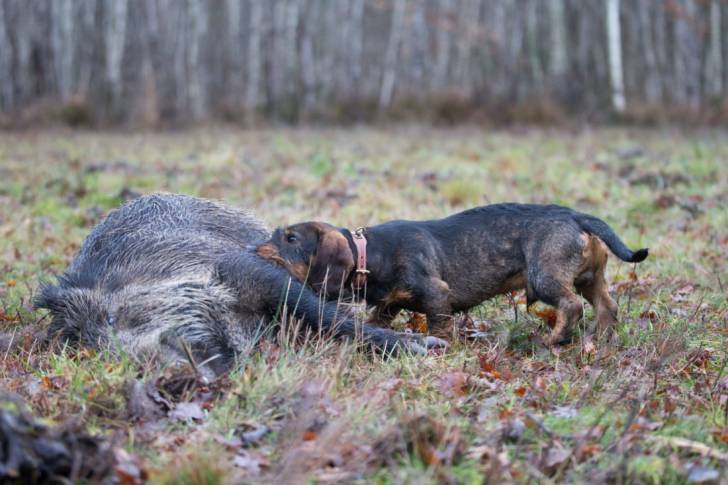 Un Teckel mord un sanglier 