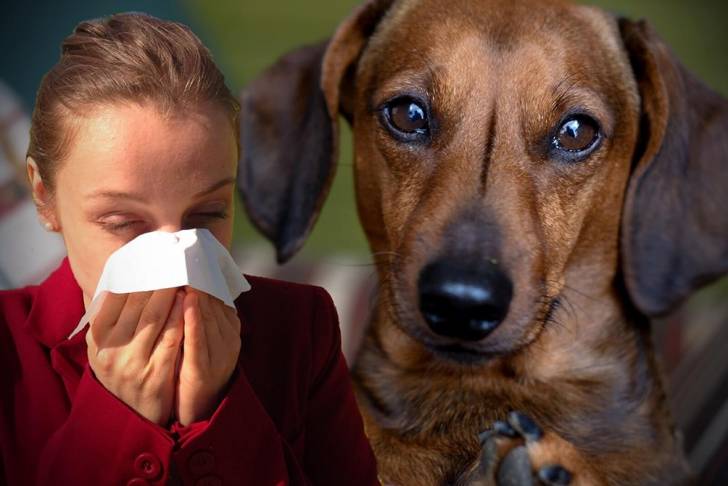 Un Teckel à côté d'une personne allergique