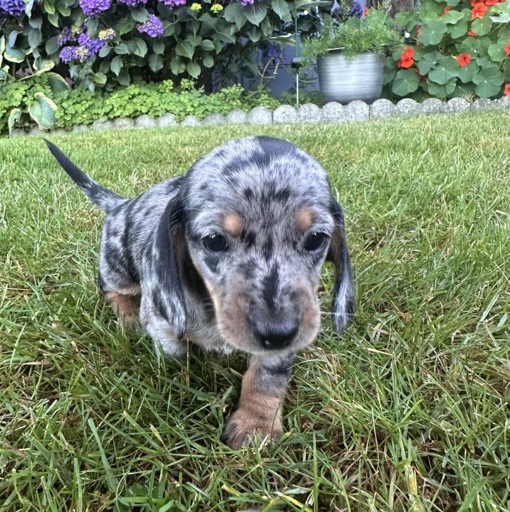 Un chiot Teckel sur une surface gazonnée 