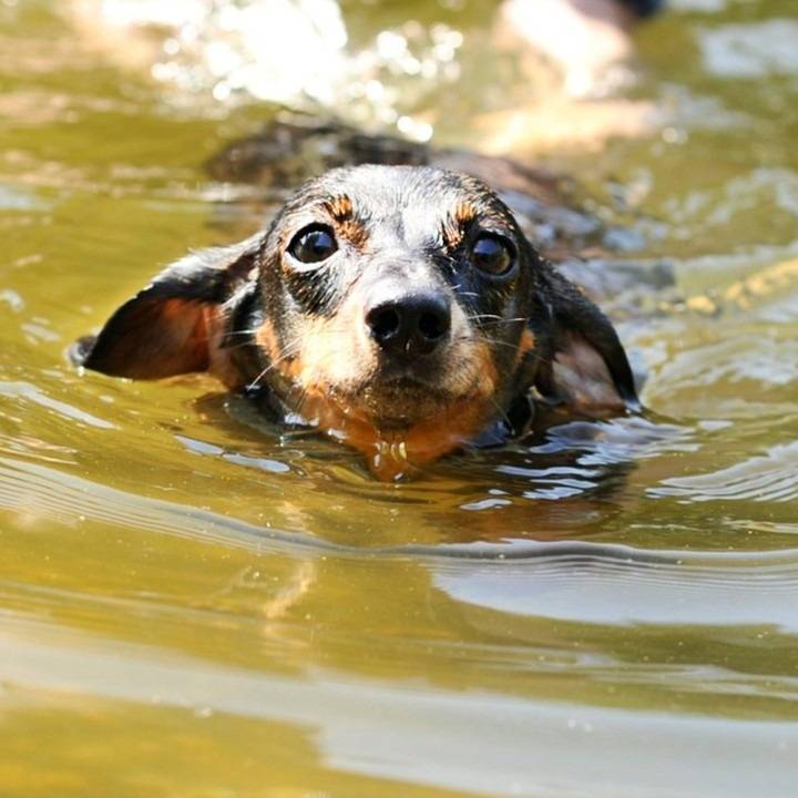 Un chiot teckel entrain de nager