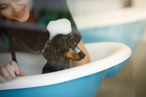 Un chiot Teckel entrain d'être toiletté 