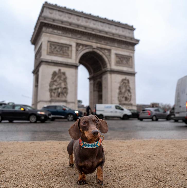 Un Teckel devant l'Arc de triomphe à Paris 