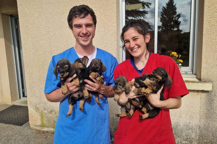 Des chiots Teckel tenus par un homme et une femme 