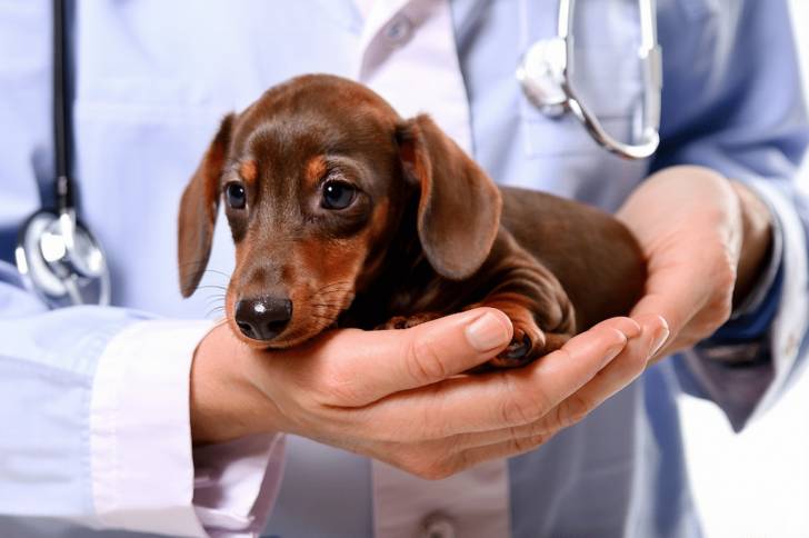 Un chiot Teckel allongé dans les mains d'un vétérinaire