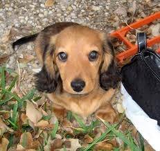daisy - Teckel (11 mois)