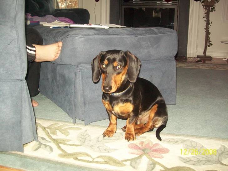 Raven - Teckel (8 ans)