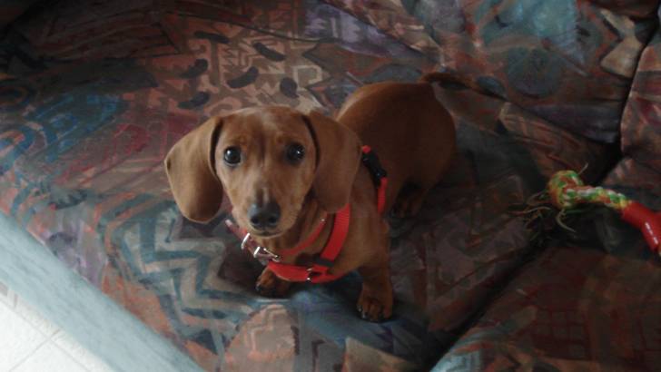 Roxie - Teckel (7 mois)