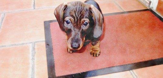 Goofy - Teckel Mâle (5 mois)
