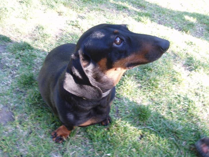 Blue - Teckel (8 ans)