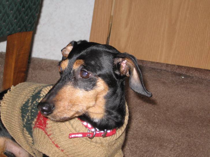 Poncho - Teckel Mâle (8 ans)