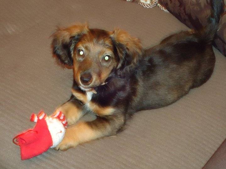 tiara - Teckel (2 ans)