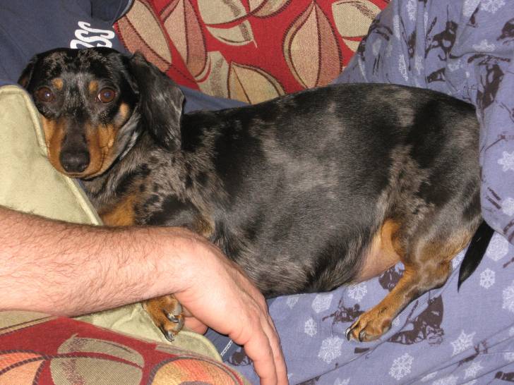 Maggie - Teckel (6 ans)
