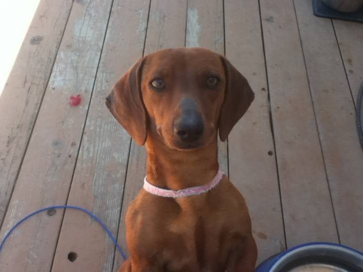 Buttercup - Teckel (2 ans)