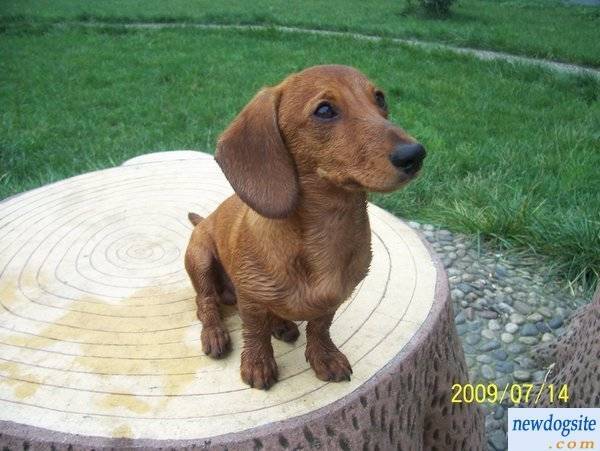 wags - Teckel Mâle (8 mois)
