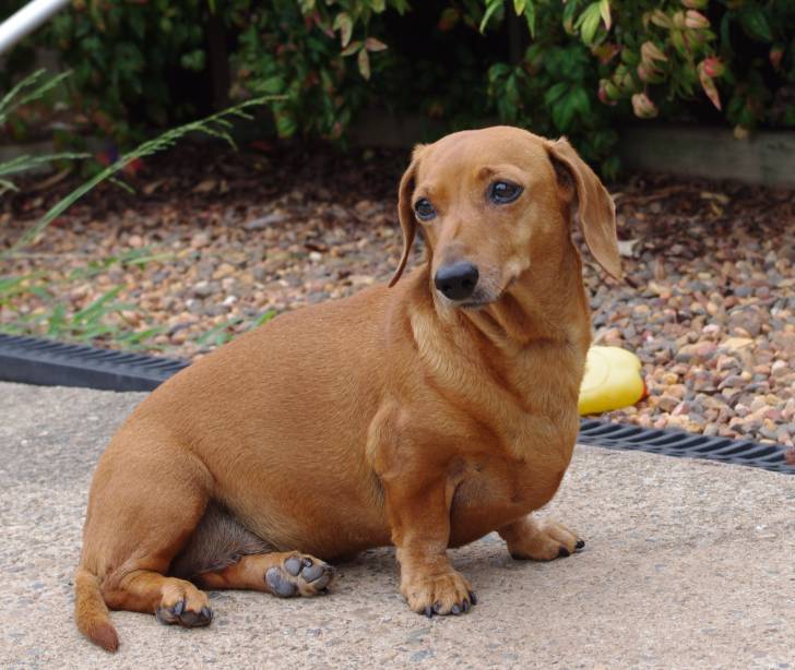 Heidi - Teckel (13 ans)