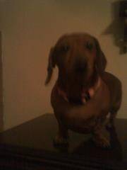 Mandy, Get off the table! - Teckel (4 ans)