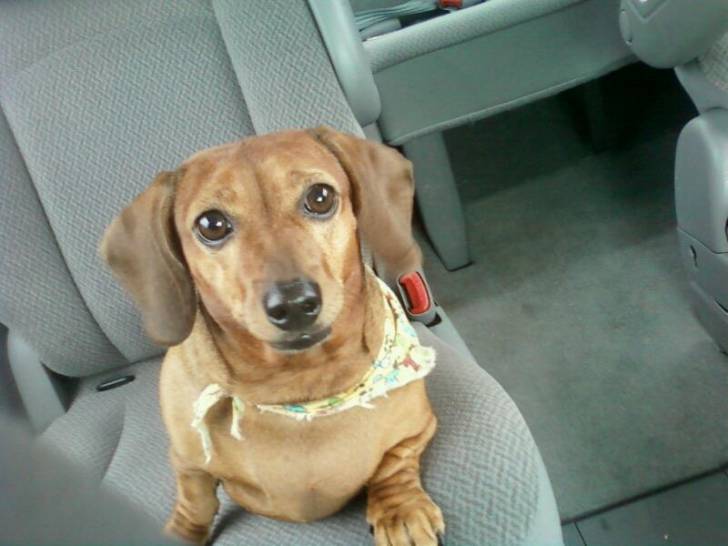 My Man-Dan in the car - Teckel (4 ans)