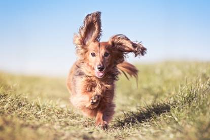 Un Teckel en train de courir sur de l'herbe avec les oreilles au vent